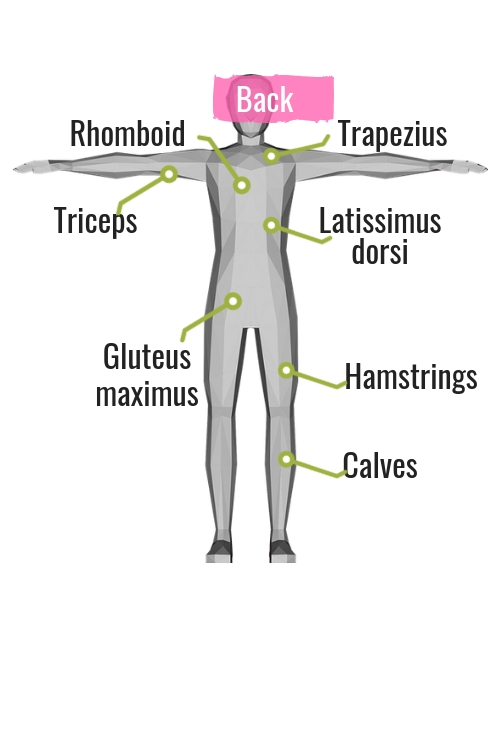 diagram of muscles on the back of the body