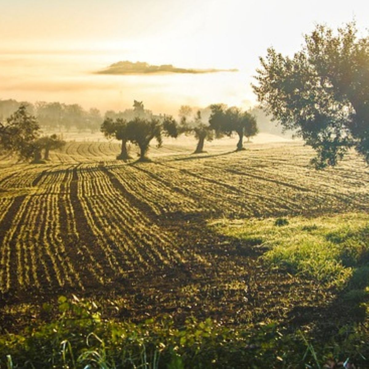 olive tree groves