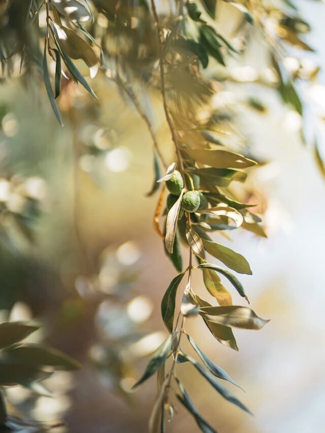 Learn About Olive Oils Story