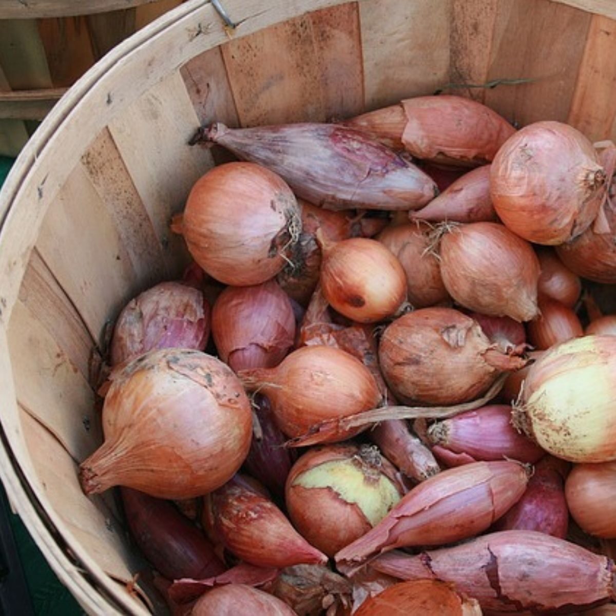 basket of fresh onions, scallions