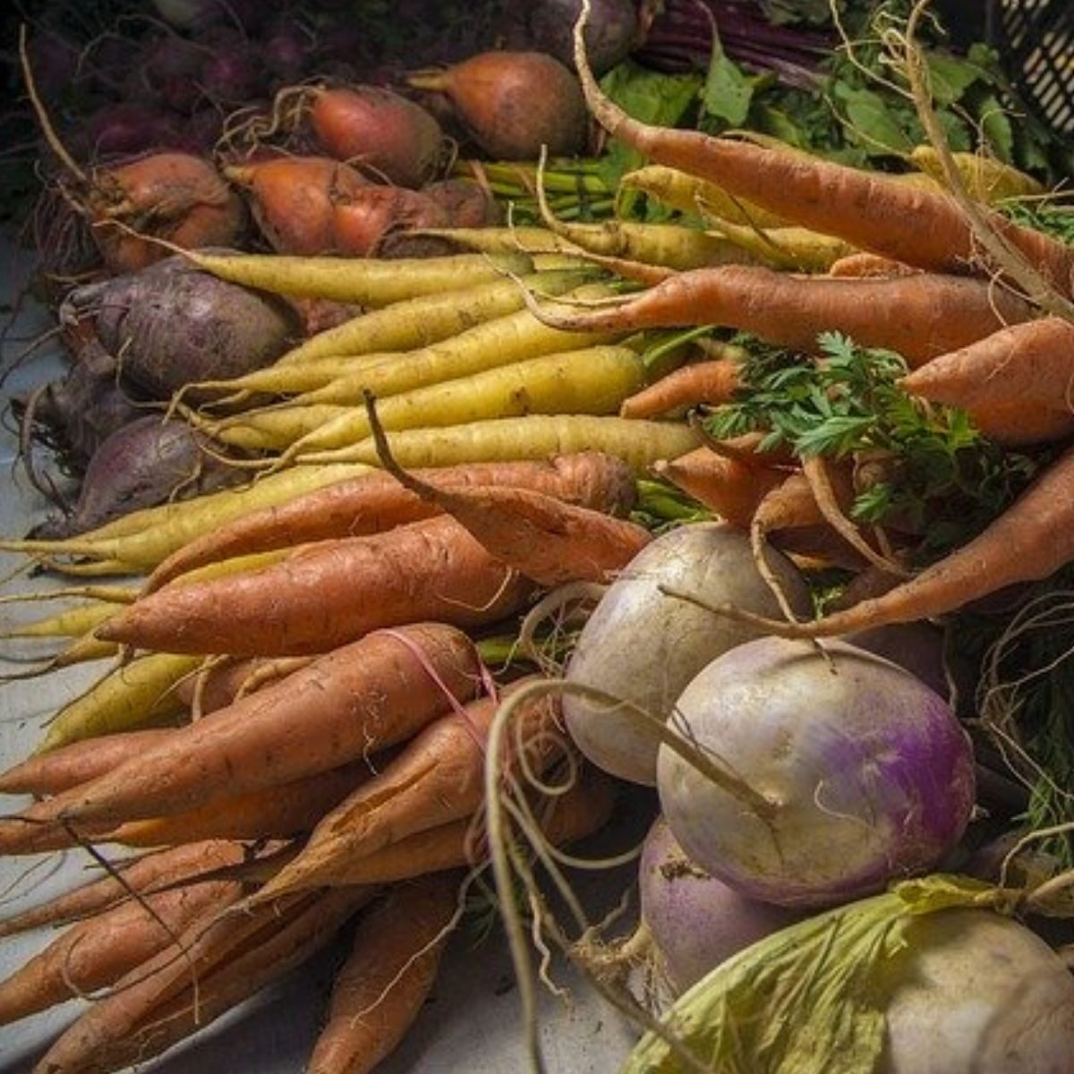 picture of a basket of freshly harvested root vegetables.