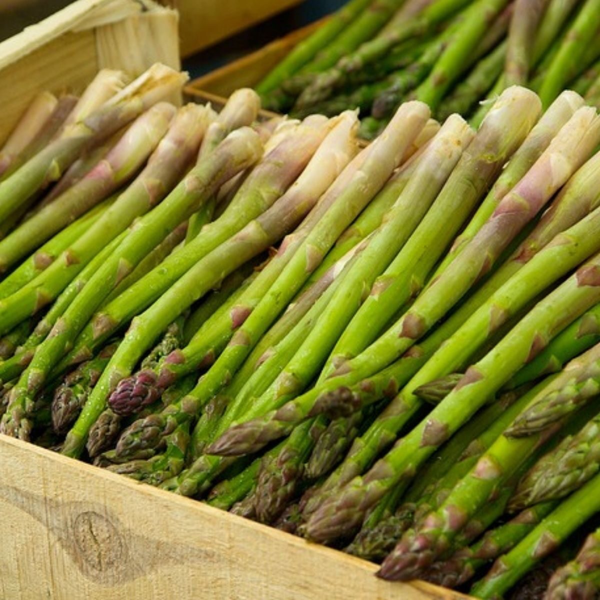 freshly harvested asparagus in box
